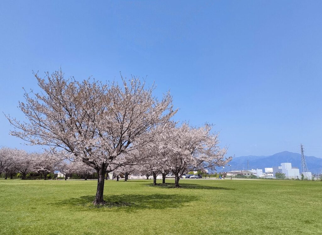 平塚の桜